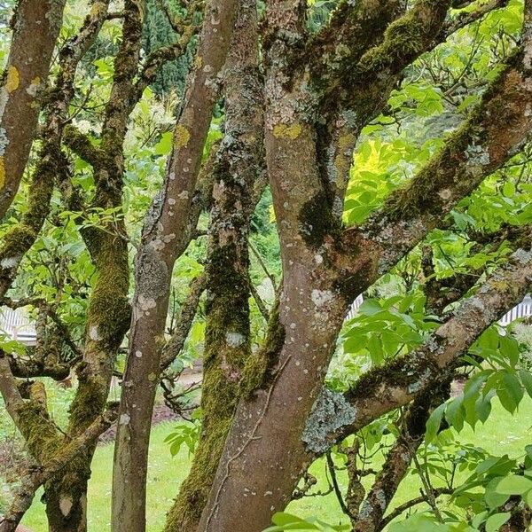 Fraxinus ornus Bark