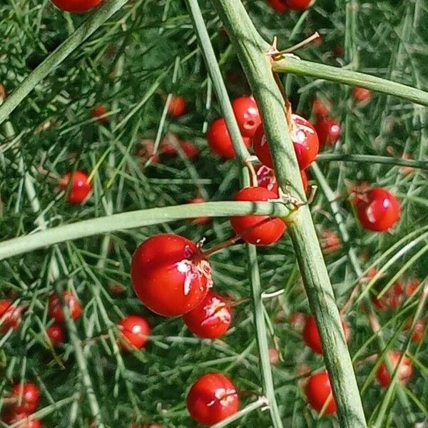 Asparagus officinalis 果實