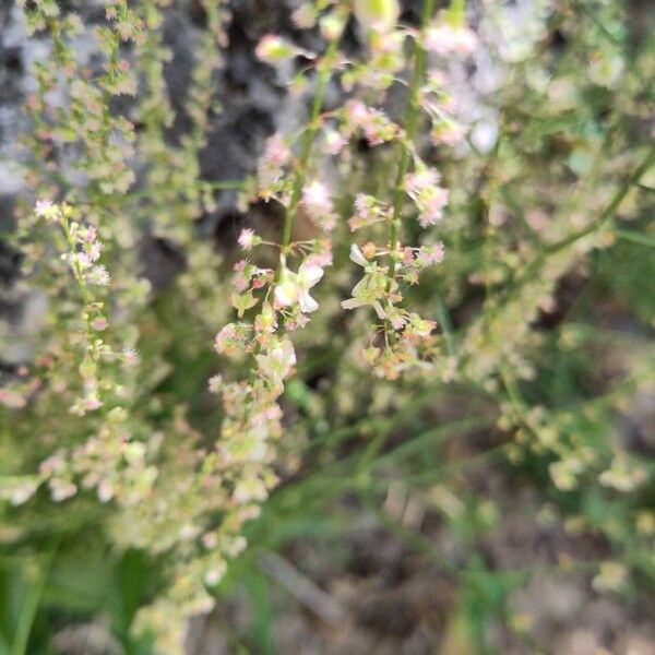 Rumex intermedius Fleur