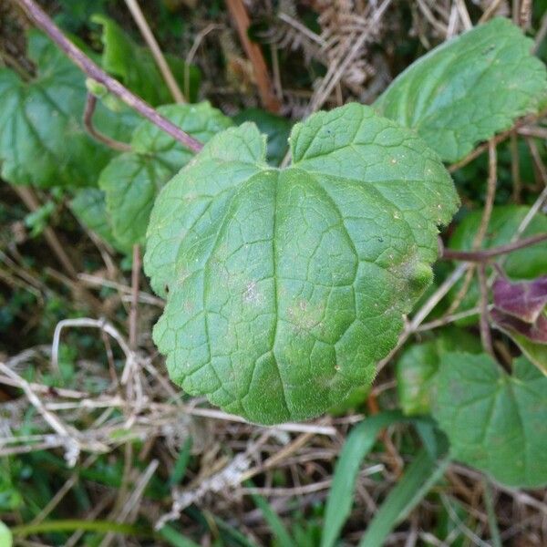 Lophospermum erubescens Deilen