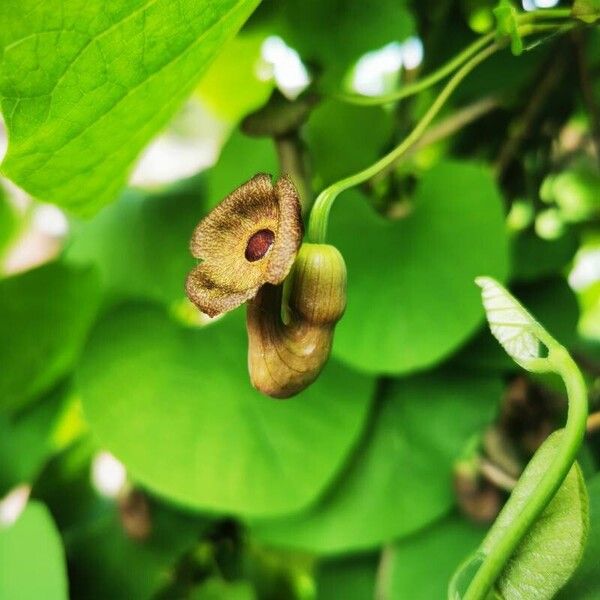 Aristolochia macrophylla Blüte