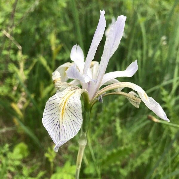 Iris tenuissima Blomma