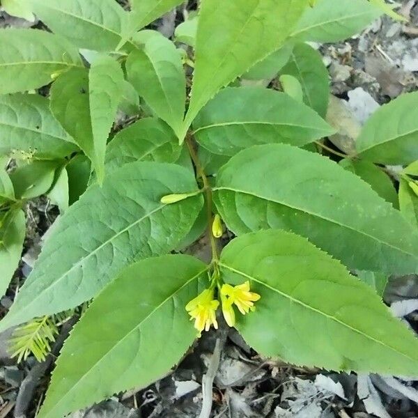 Diervilla lonicera Květ