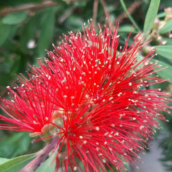 Callistemon citrinus Flor