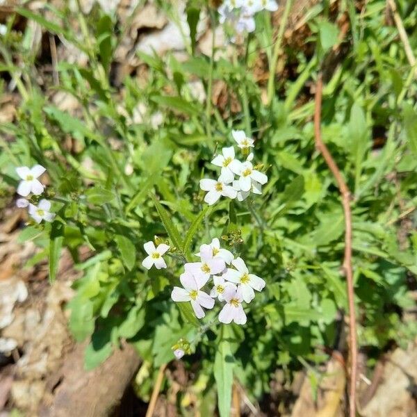 Arabidopsis arenosa Habitus