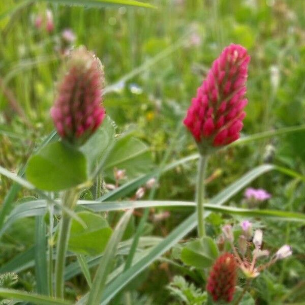 Trifolium incarnatum Цветок