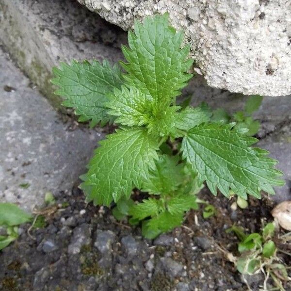 Urtica urens Агульны выгляд