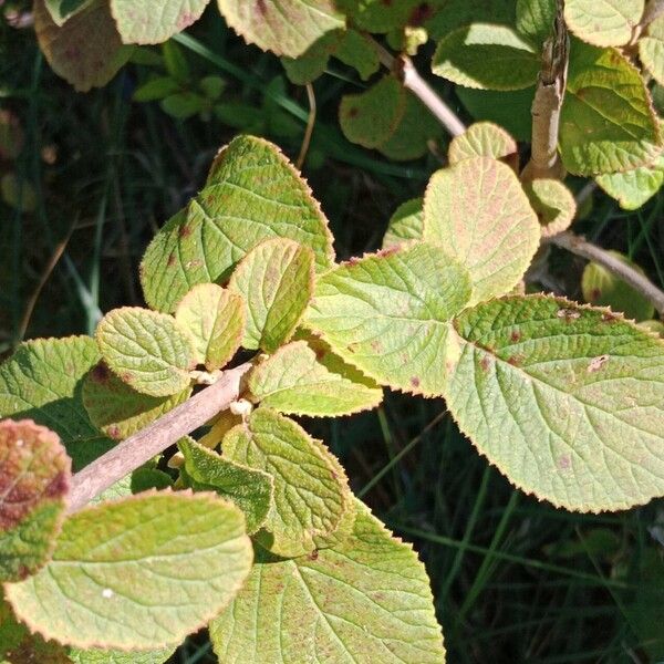 Viburnum lantana पत्ता