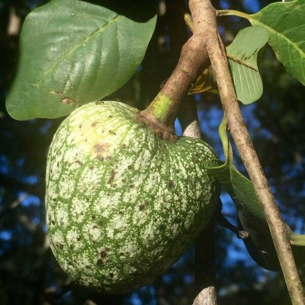 Annona senegalensis Frugt