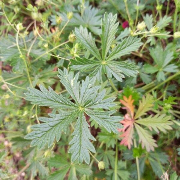 Potentilla rhenana Leaf