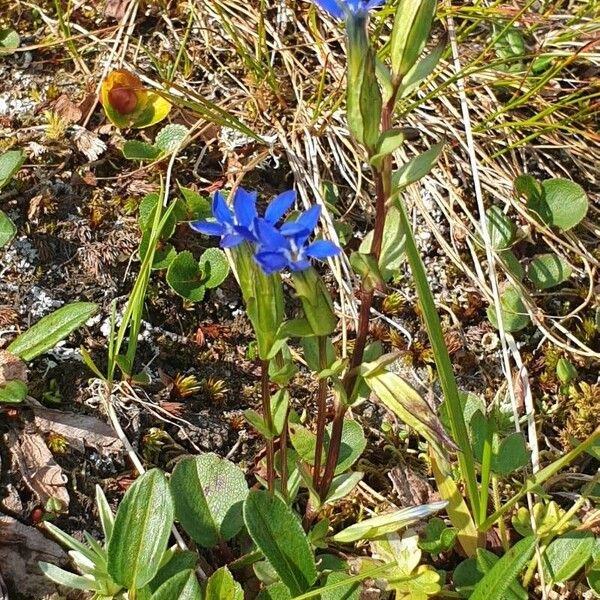 Gentiana nivalis Kwiat