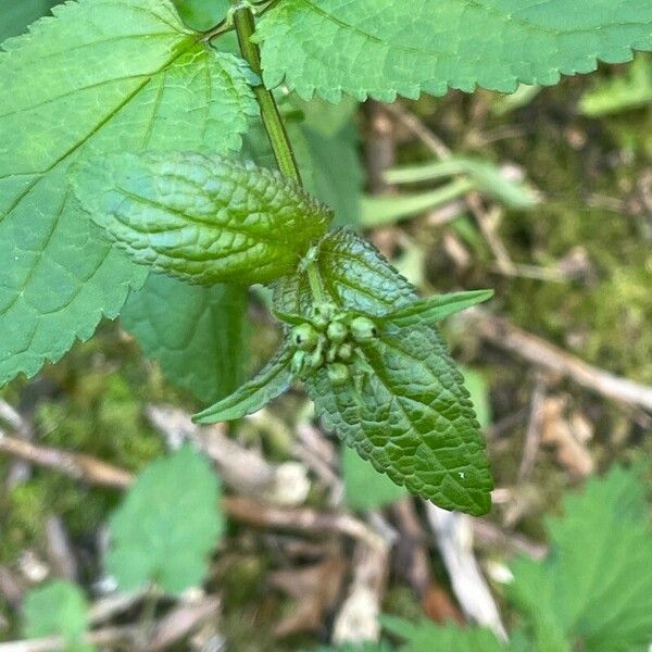 Scrophularia nodosa ഇല