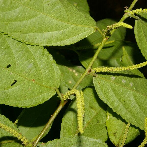 Acalypha diversifolia ഇല