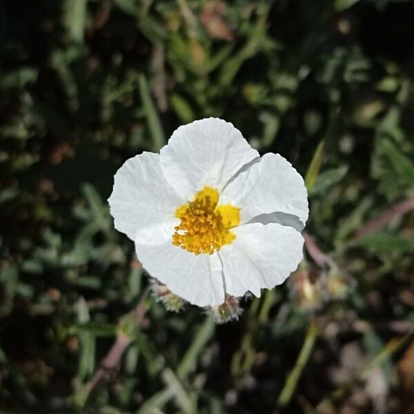 Helianthemum violaceum Flower