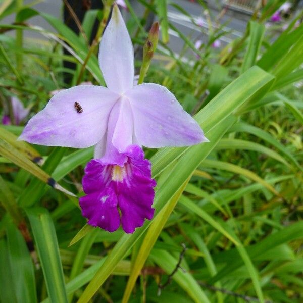 Arundina graminifolia 花