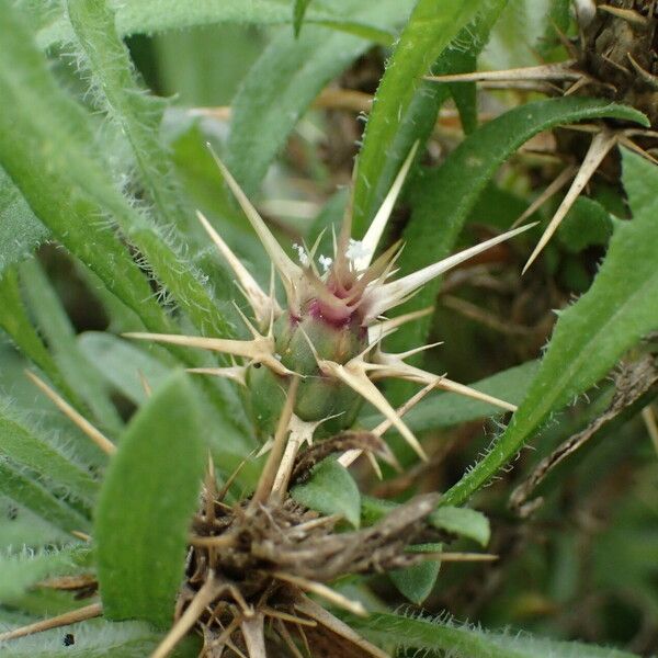 Centaurea calcitrapa Квітка