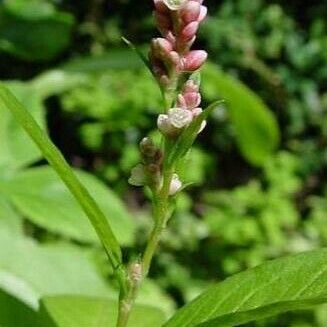 Persicaria maculosa Bark