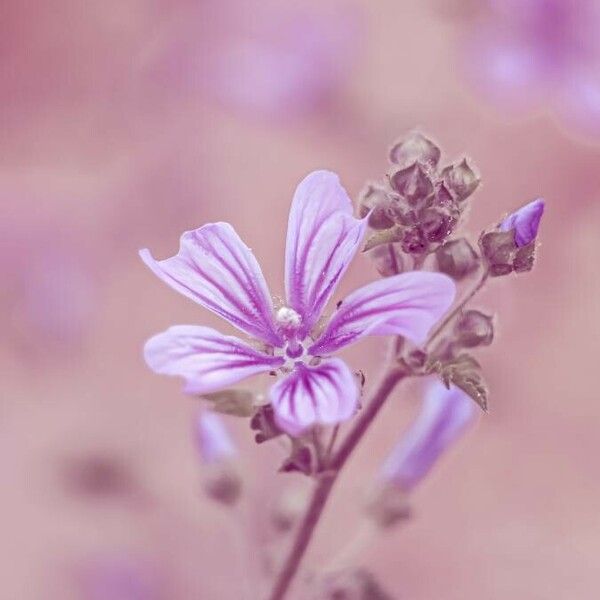 Malva sylvestris Kwiat