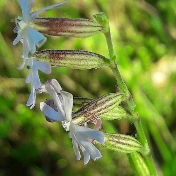 Silene nocturna Flower