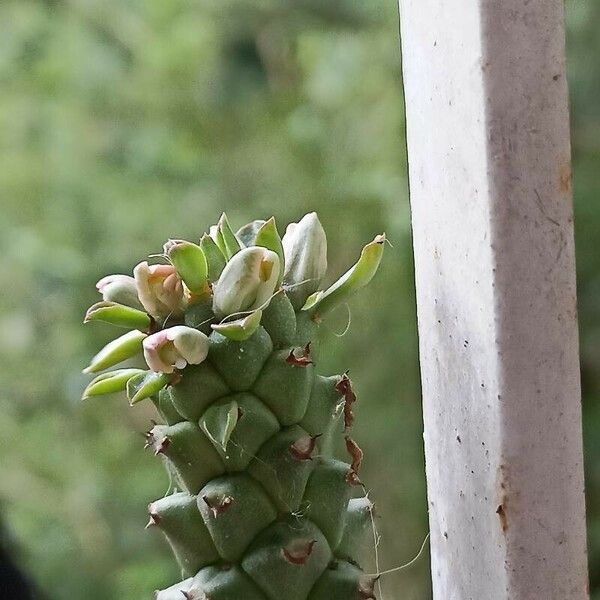 Euphorbia guentheri Fuelha