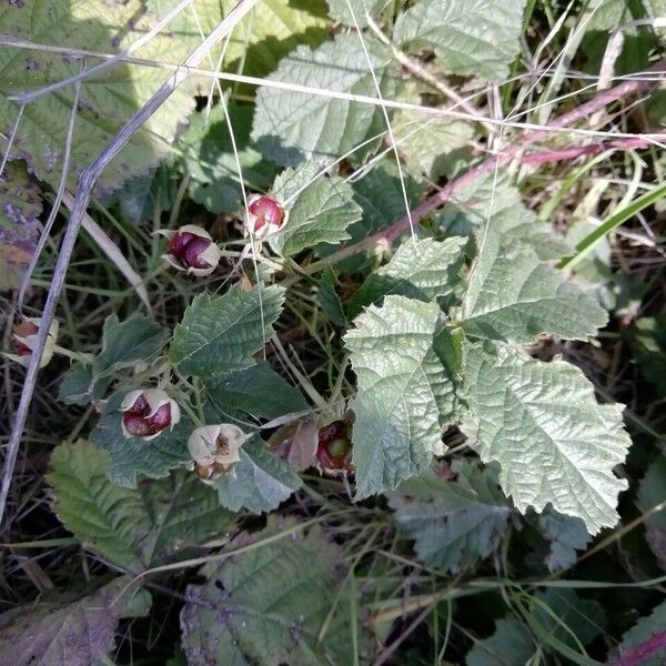 Rubus parvifolius Fuelha