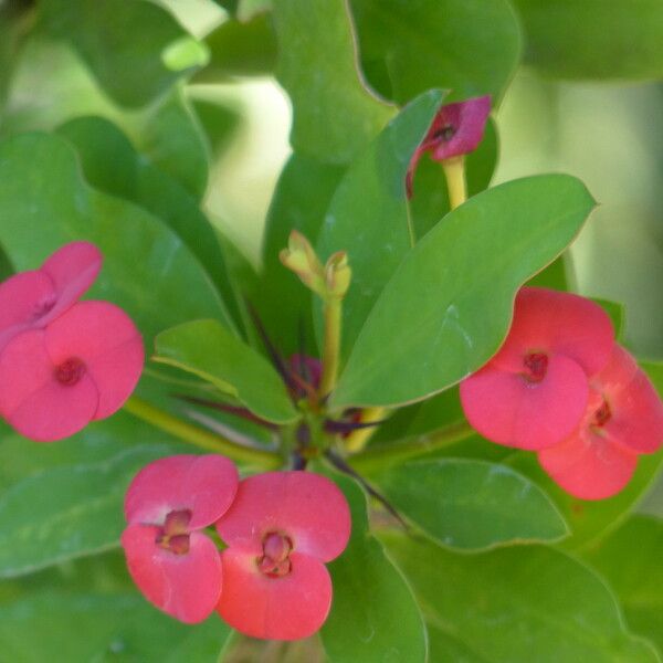 Euphorbia lophogona Other