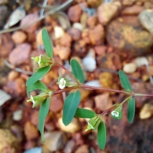 Euphorbia hyssopifolia Flower