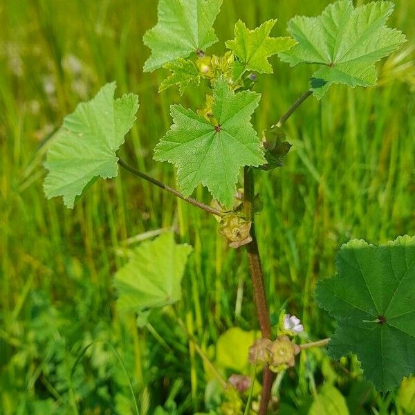 Malva parviflora Ostatní