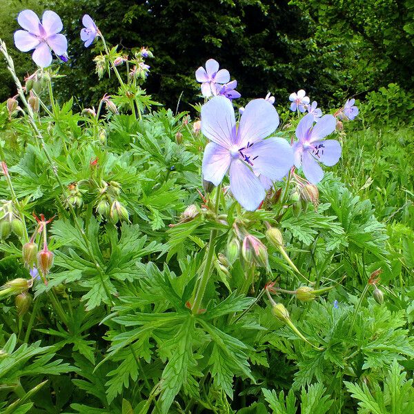 Geranium pratense Hábitos