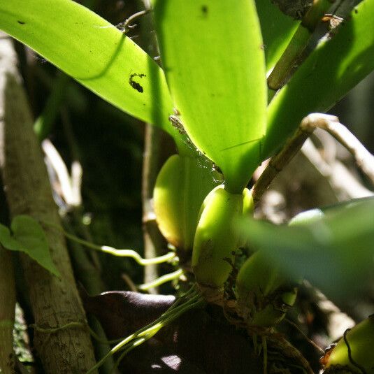 Bulbophyllum occultum Fuelha