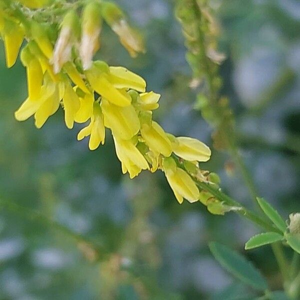 Melilotus officinalis Fiore