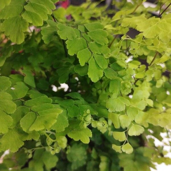 Adiantum raddianum Fulla