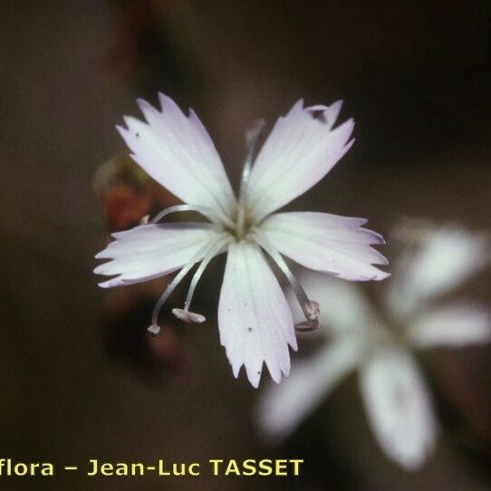 Dianthus furcatus Kvet