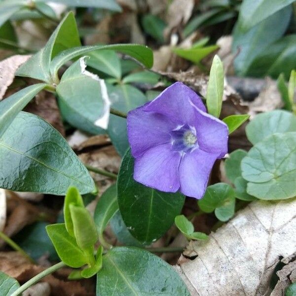 Vinca minor Flor