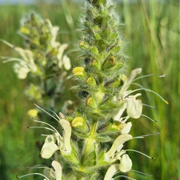 Salvia austriaca Blüte