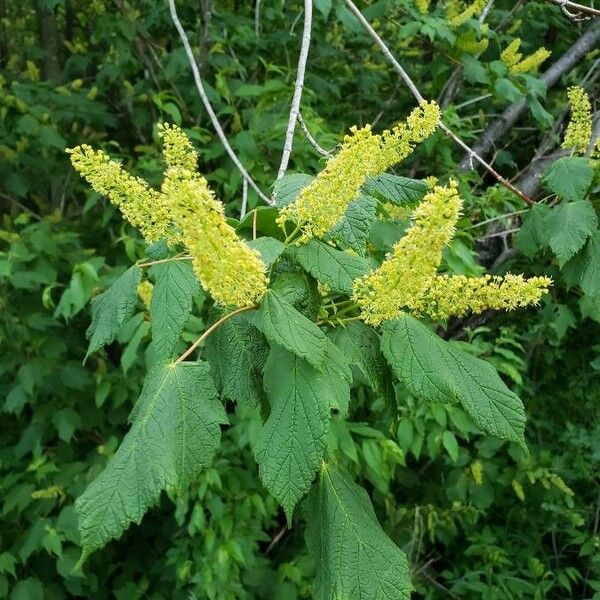 Acer spicatum Flower