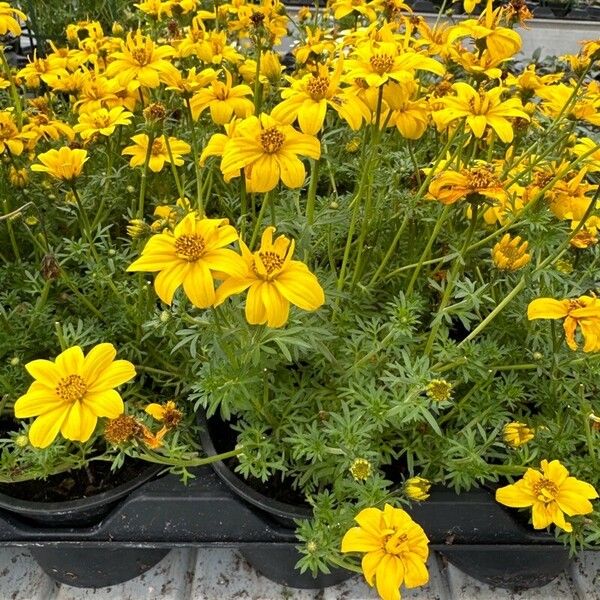 Bidens ferulifolia Habitus