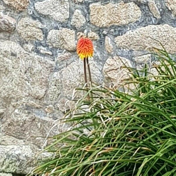 Kniphofia × praecox Blomma