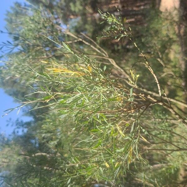 Genista florida Blad