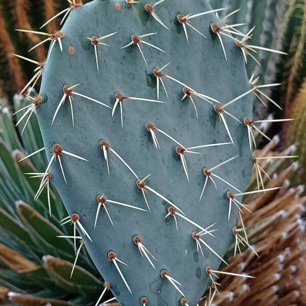 Opuntia streptacantha Fuelha