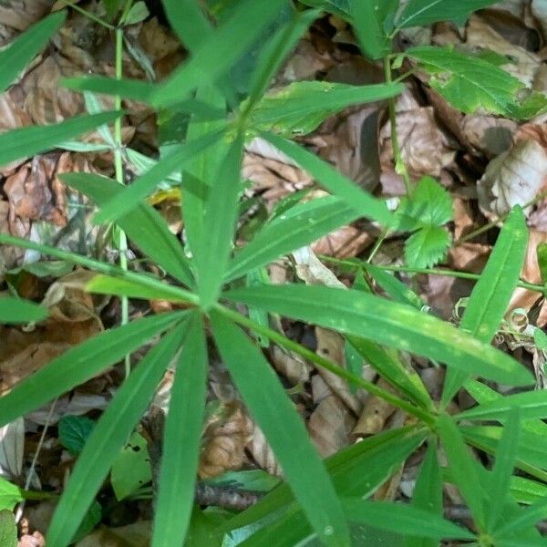 Galium aristatum Folha