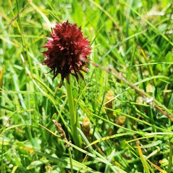 Gymnadenia nigra Flower