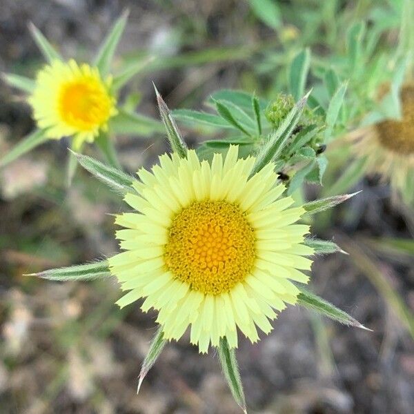 Pallenis spinosa ফুল