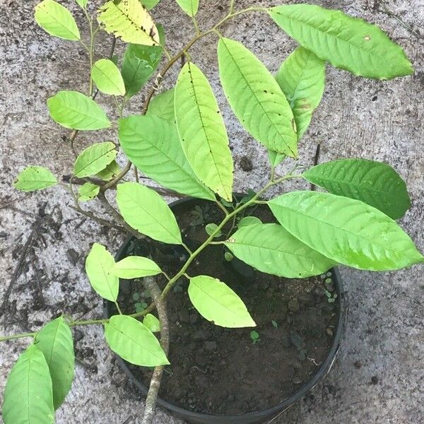 Annona reticulata Лист