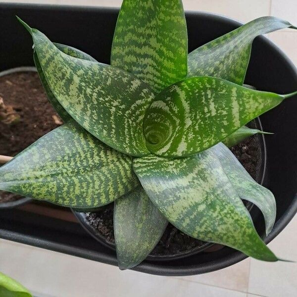 Sansevieria trifasciata Leaf