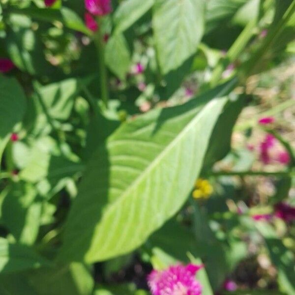 Celosia argentea برگ