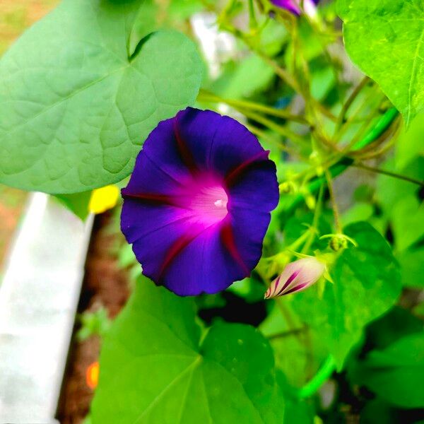 Ipomoea tricolor ফুল