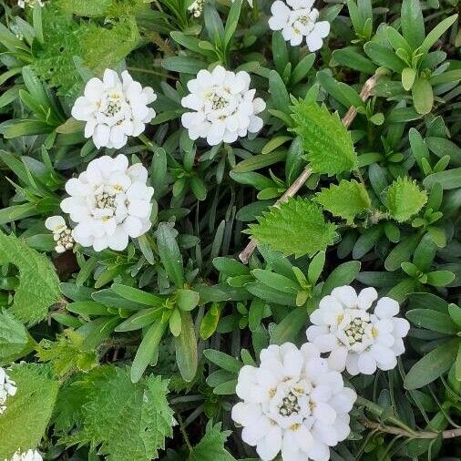 Iberis sempervirens Blüte