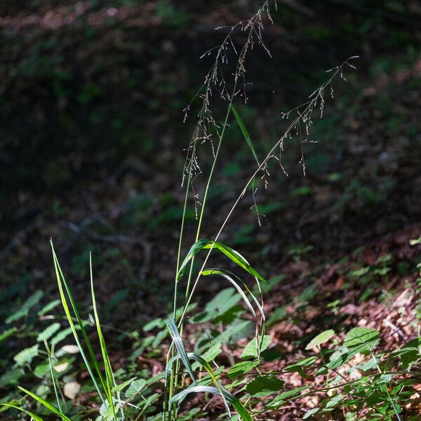 Milium effusum Flower