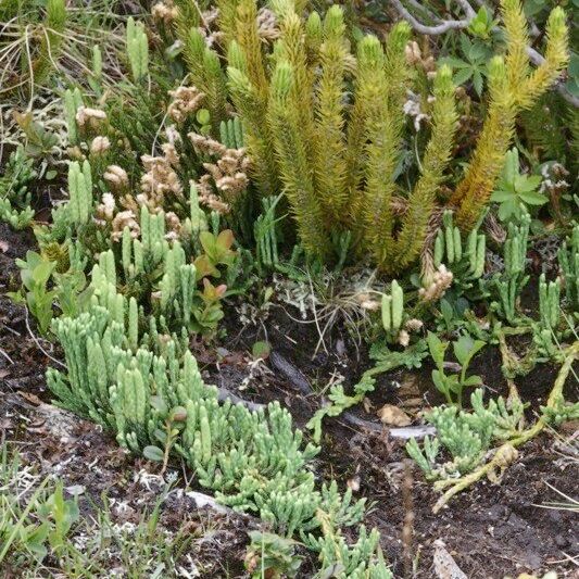 Diphasiastrum alpinum Natur